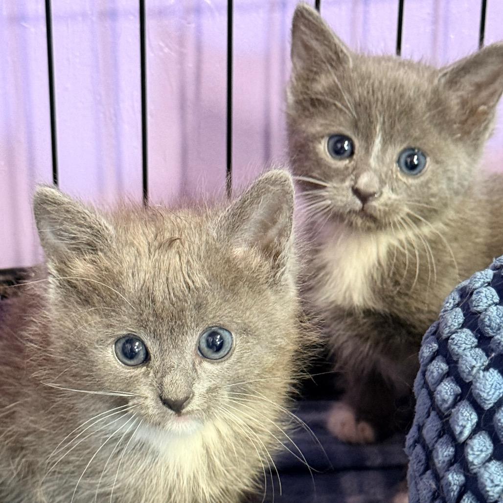 Enlarge Rocket, a Adoptable Domestic Medium Hair in Redwood Valley, CA image 3/6