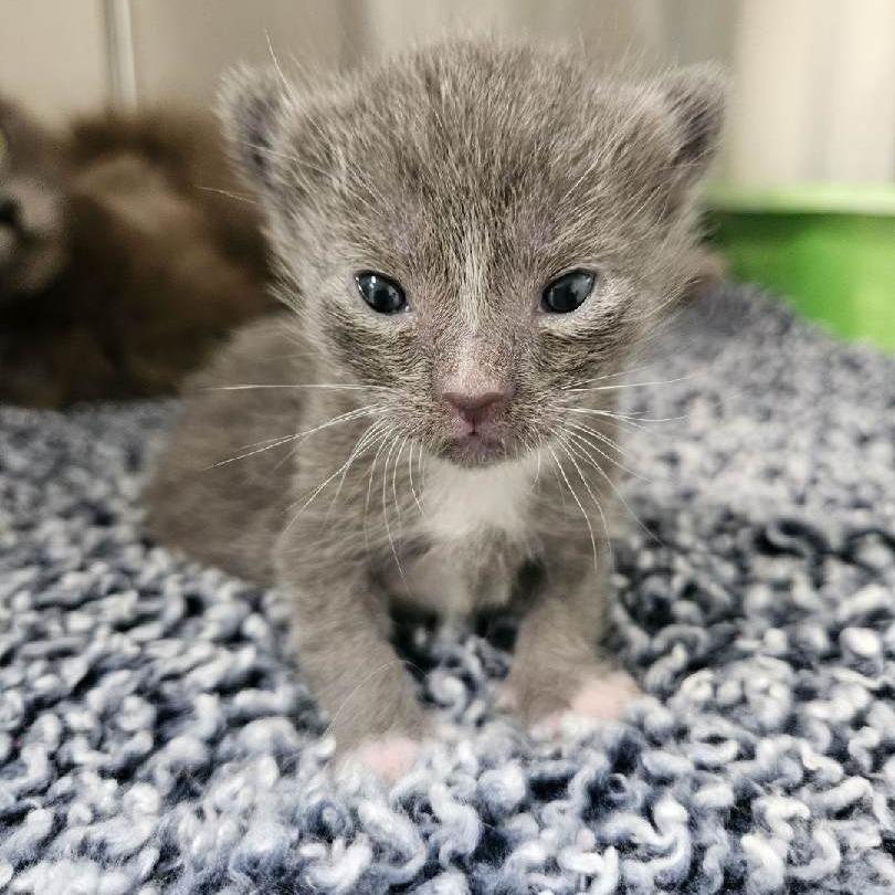 Enlarge Rocket, a Adoptable Domestic Medium Hair in Redwood Valley, CA image 4/6