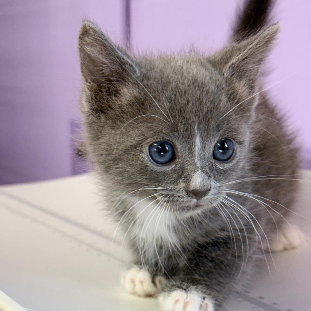 Enlarge Rocket, a Adoptable Domestic Medium Hair in Redwood Valley, CA image 5/6
