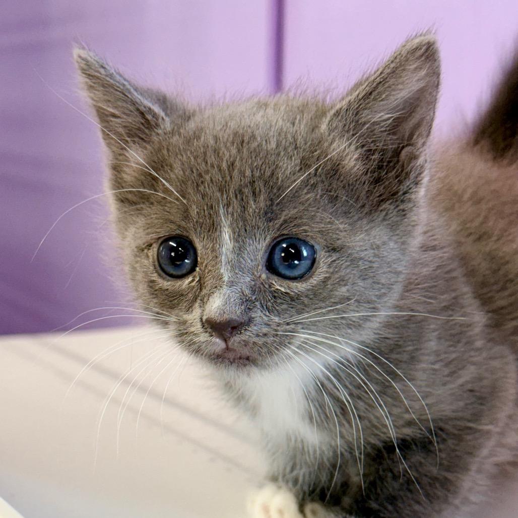 Enlarge Rocket, a Adoptable Domestic Medium Hair in Redwood Valley, CA image 6/6