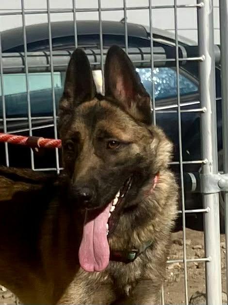 Xari, a Adoptable Belgian Shepherd / Malinois in Vancouver, WA image 1/5