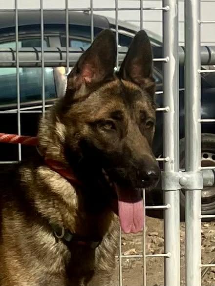 Xari, a Adoptable Belgian Shepherd / Malinois in Vancouver, WA image 2/5