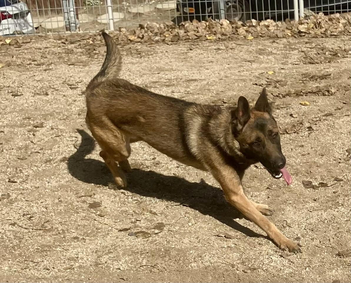Xari, a Adoptable Belgian Shepherd / Malinois in Vancouver, WA image 3/5