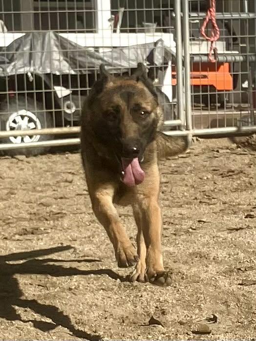 Xari, a Adoptable Belgian Shepherd / Malinois in Vancouver, WA image 4/5