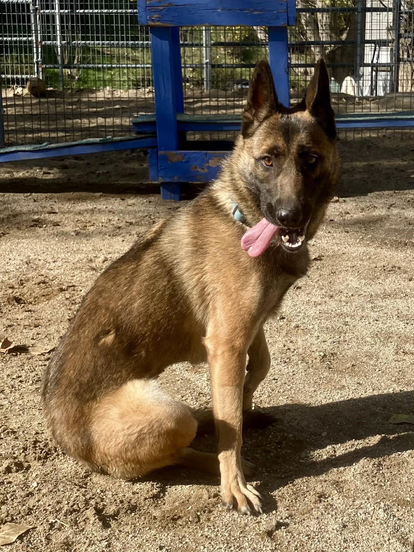 Xari, a Adoptable Belgian Shepherd / Malinois in Vancouver, WA image 5/5