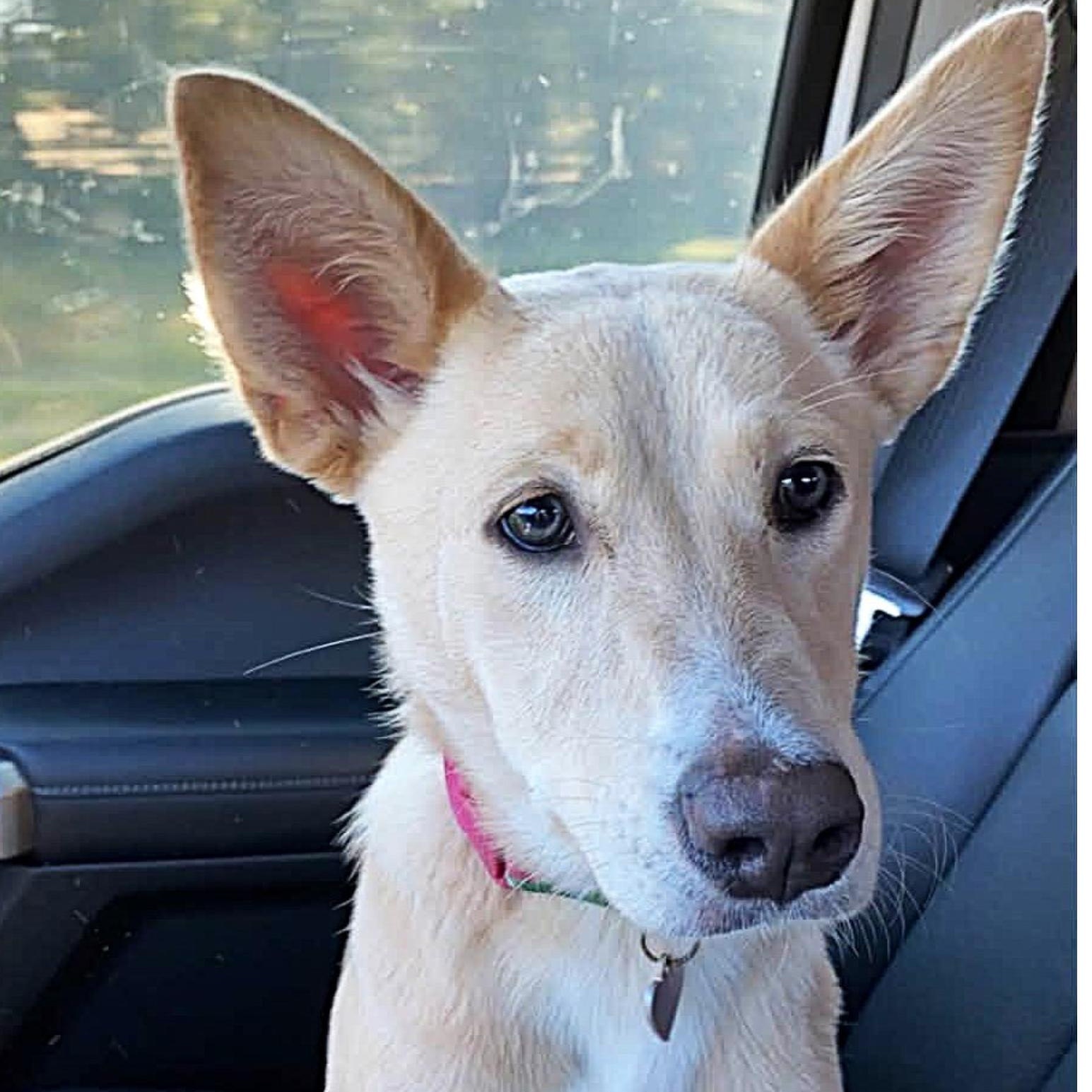 Enlarge Harlow, a Adoptable mixed breed in Shalimar, FL image 1/4
