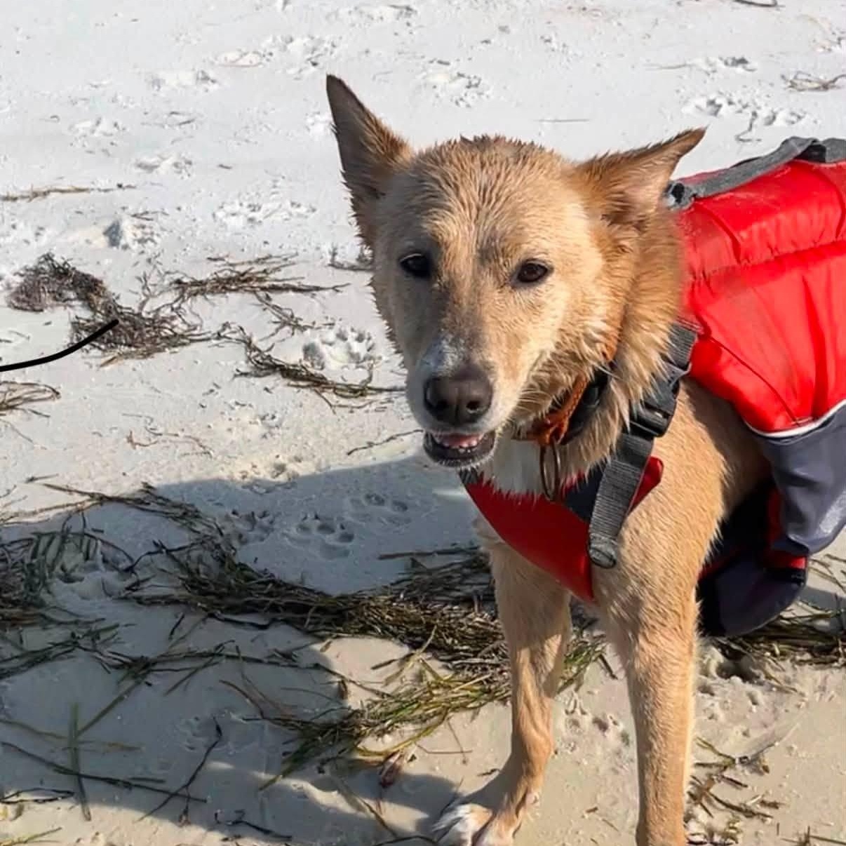Enlarge Harlow, a Adoptable mixed breed in Shalimar, FL image 2/4