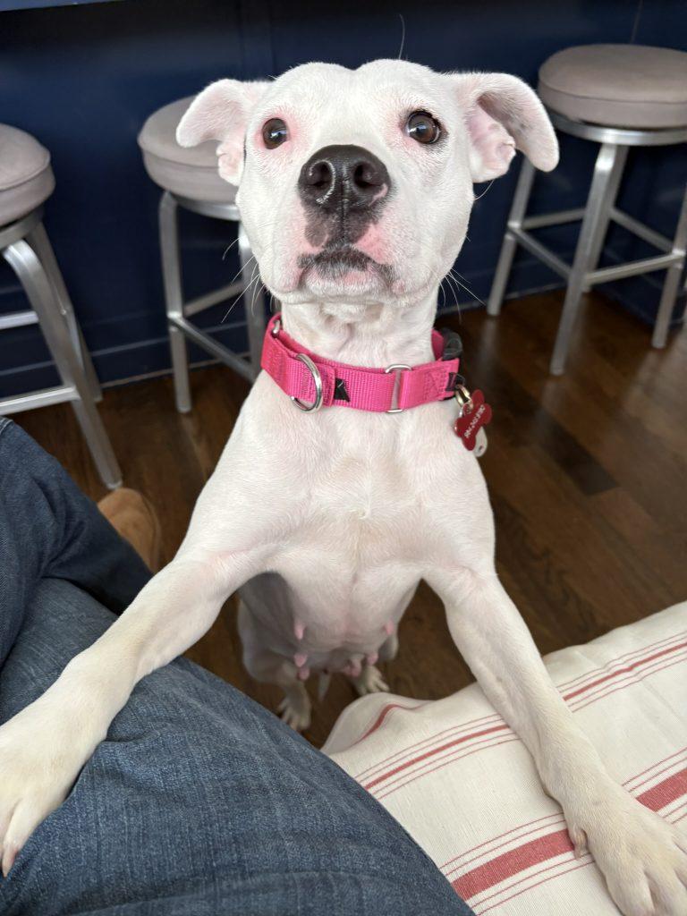 Lucy, Adoptable, Adult Female Mixed Breed.