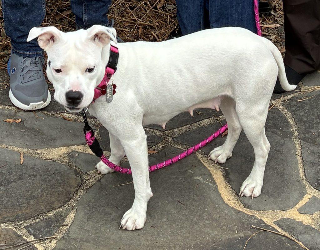 Lucy, a Adopted Mixed Breed in Durham, NC image 2/3