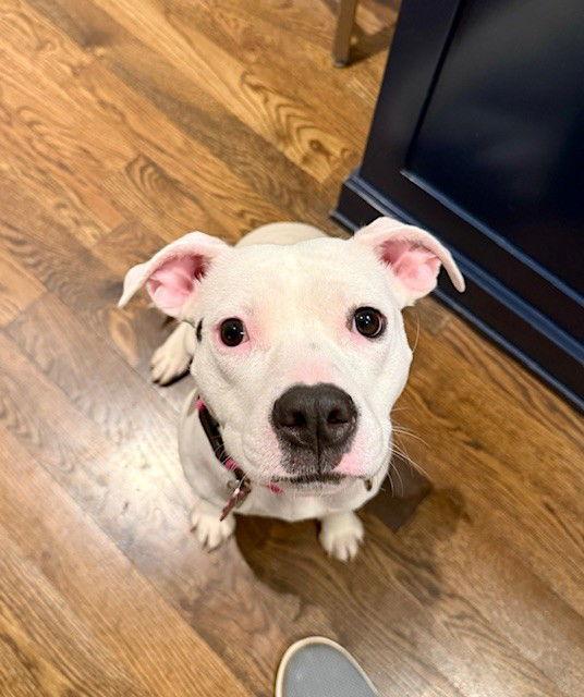 Lucy, a Adopted Mixed Breed in Durham, NC image 3/3