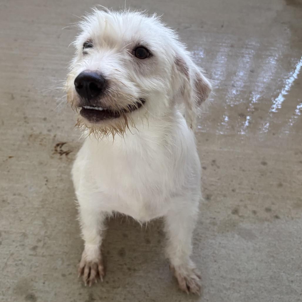 Enlarge Stoney, a Adoptable mixed breed in Floresville, TX image 1/3