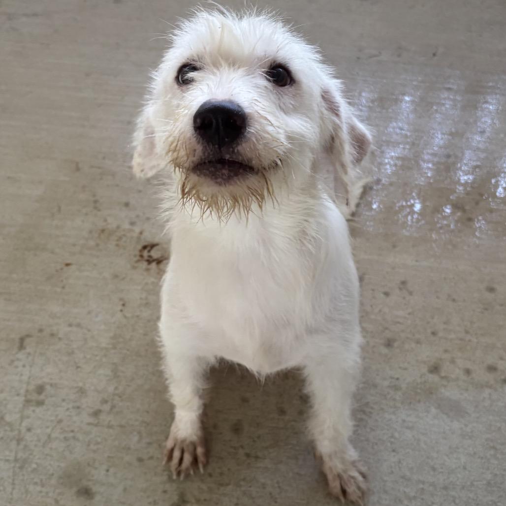 Enlarge Stoney, a Adoptable mixed breed in Floresville, TX image 2/3