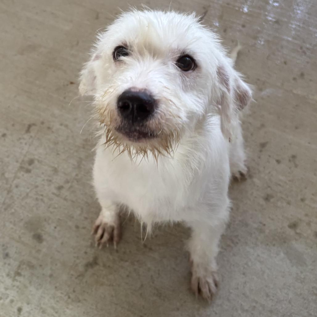 Enlarge Stoney, a Adoptable mixed breed in Floresville, TX image 3/3