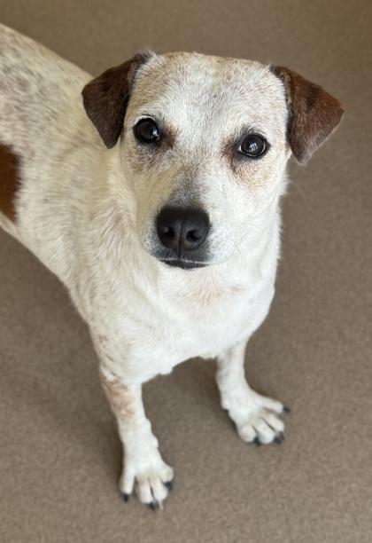 Panda — thumbnail 2