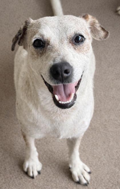 Panda — thumbnail 3