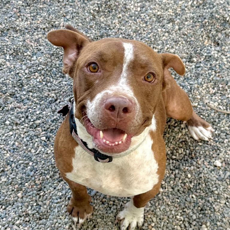 Tulip, an adopted Pit Bull Terrier in Corral del Risco, NAY image 1/4
