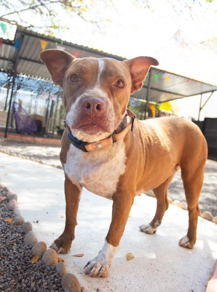 Tulip, an adopted Pit Bull Terrier in Corral del Risco, NAY image 4/4