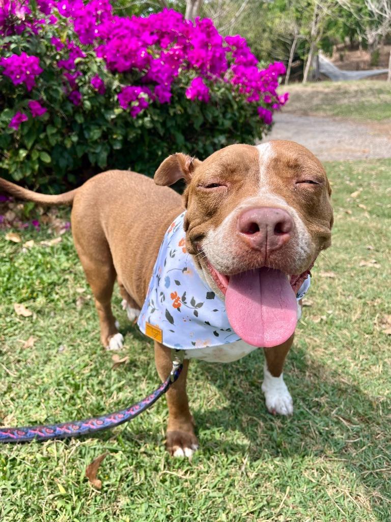 Tulip, an adopted Pit Bull Terrier in Corral del Risco, NAY image 3/4