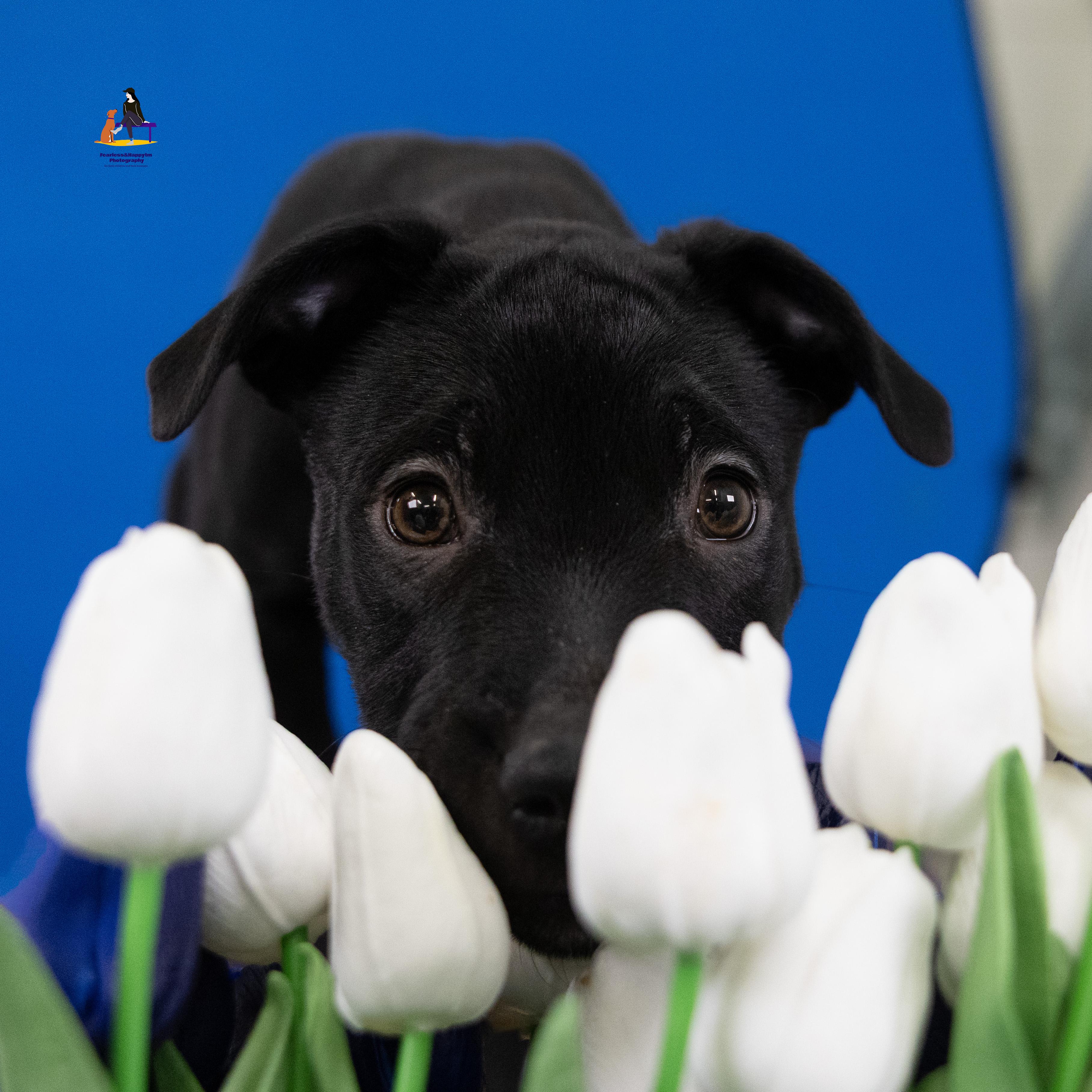 Dorado, an adoptable mixed breed in Hamilton, ON image 1/4