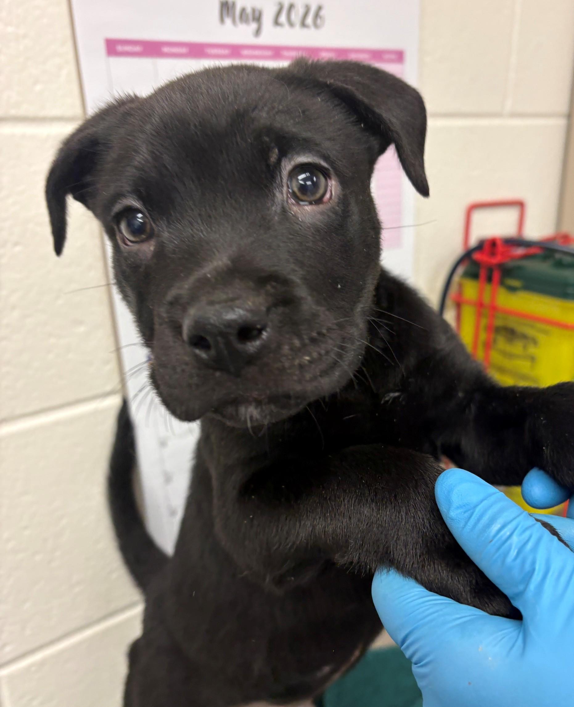 Enlarge Dorado, an adoptable mixed breed in Hamilton, ON image 1/1