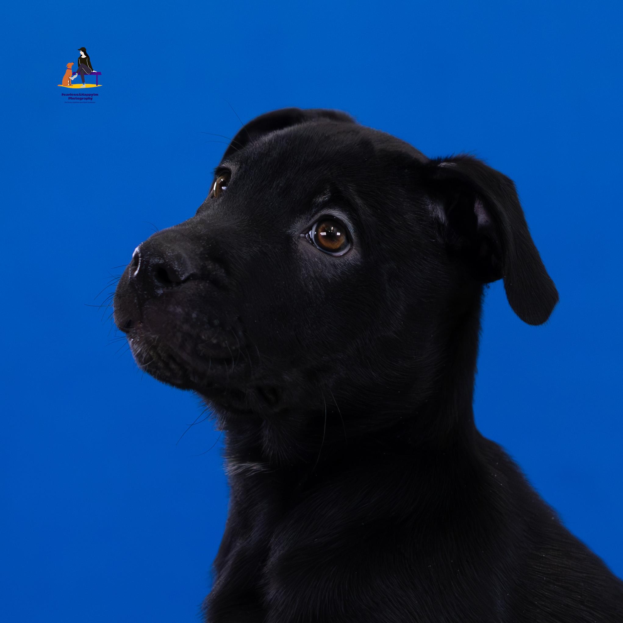 Dorado, an adoptable mixed breed in Hamilton, ON image 3/4