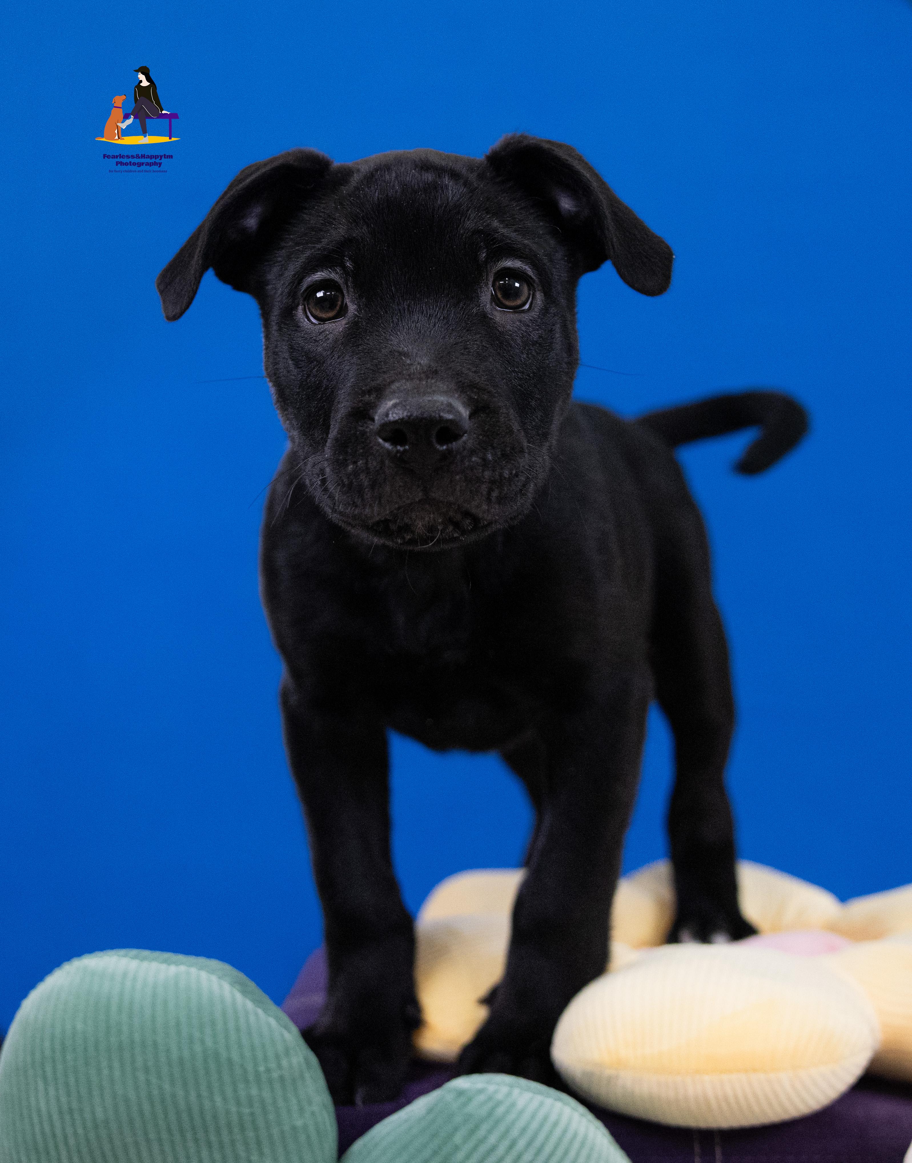Dorado, an adoptable mixed breed in Hamilton, ON image 4/4