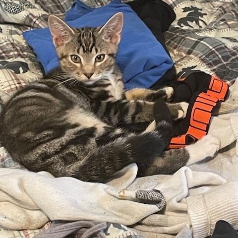 Big Al, an adopted Domestic Short Hair in Kenhorst, PA image 2/2