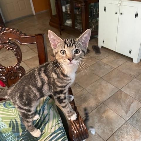 Big Al, an adopted Domestic Short Hair in Kenhorst, PA image 1/2
