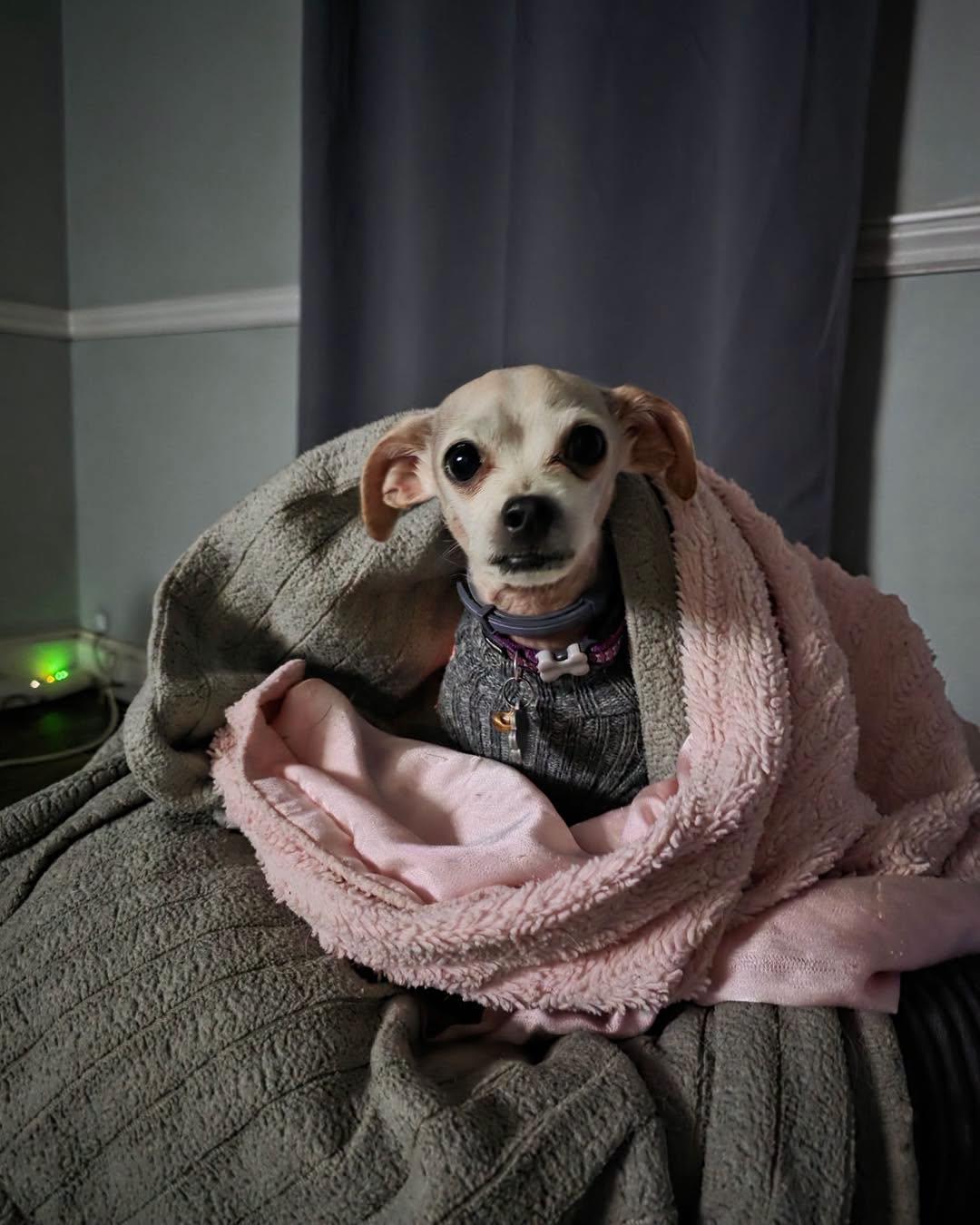 Betty White, adopted, Adult Female Chihuahua.