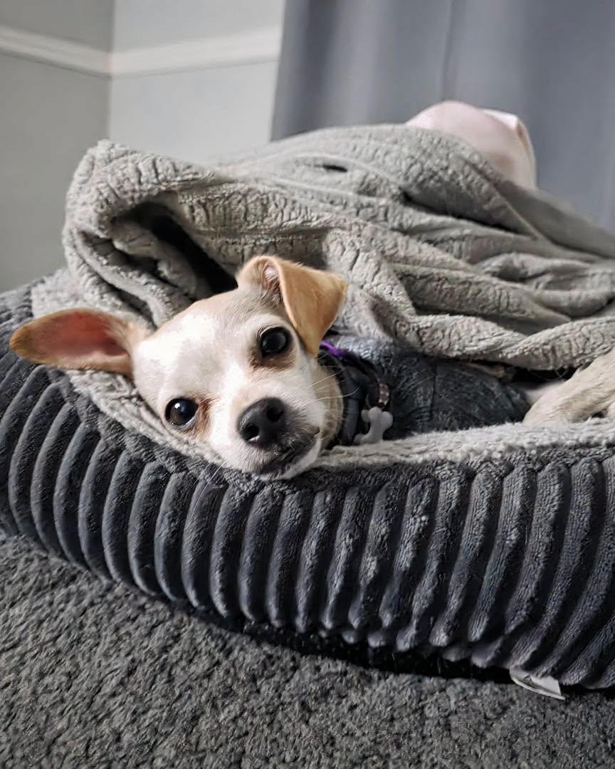 Betty White, an adopted mixed breed in Winsted, CT image 2/5