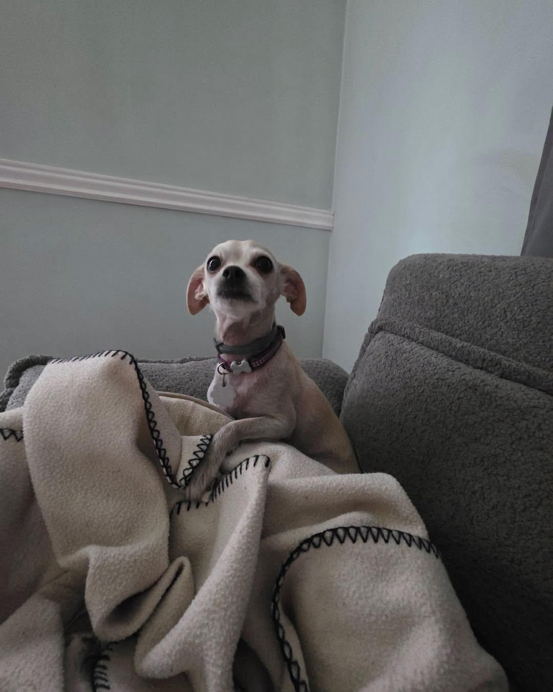 Betty White, an adopted mixed breed in Winsted, CT image 3/5