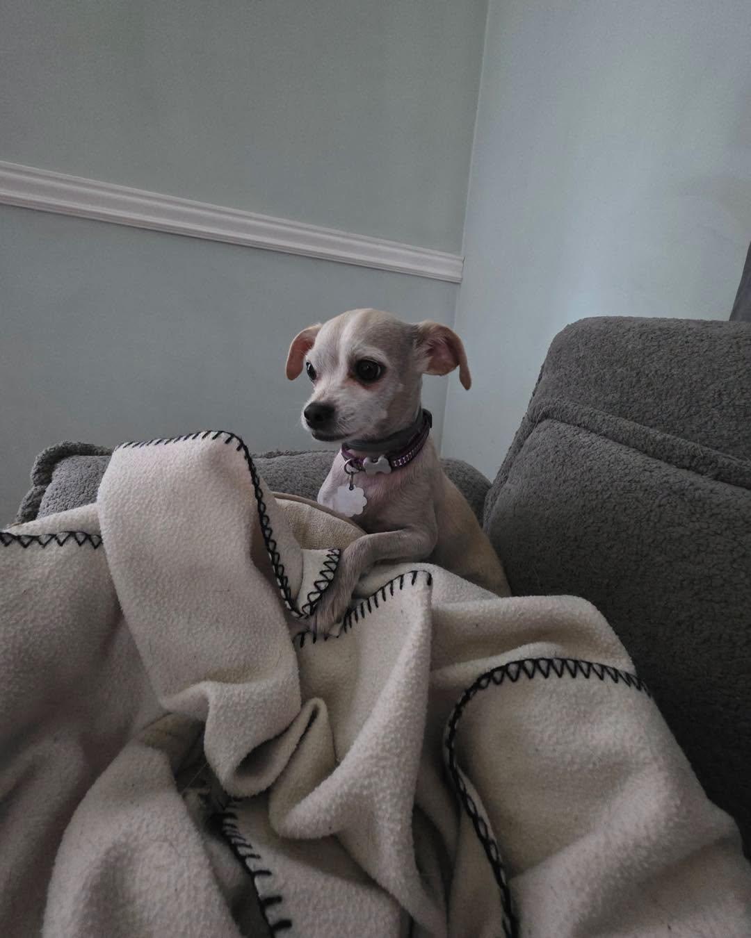 Betty White, an adopted mixed breed in Winsted, CT image 5/5