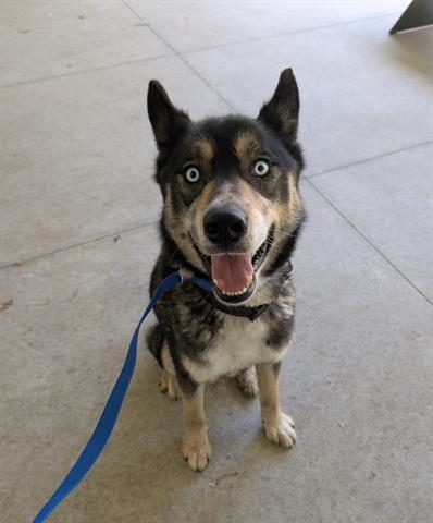 SEBASTIAN, Adoptable, Young Male Siberian Husky.
