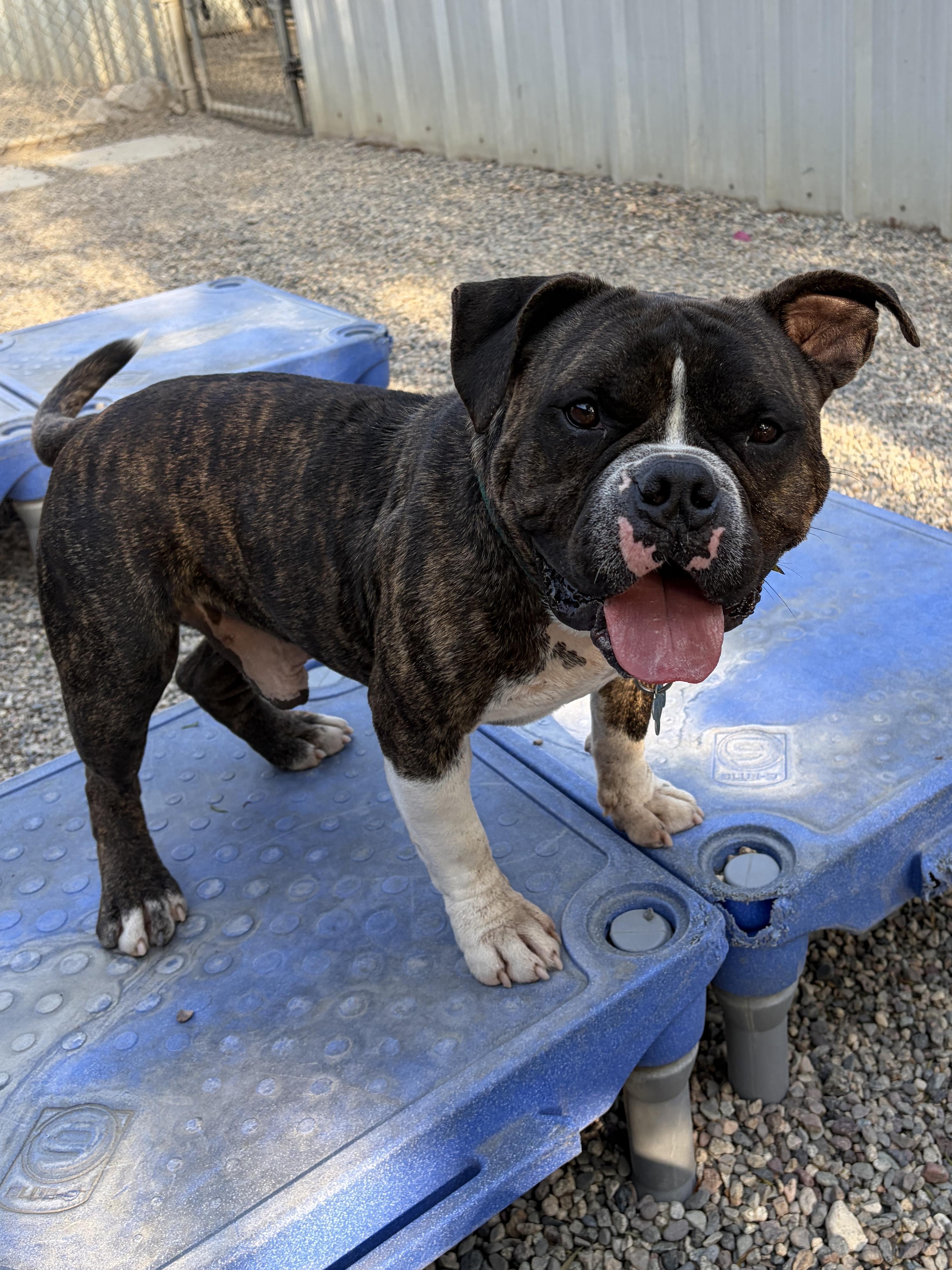 Enlarge RUSSELL, a Adoptable mixed breed in Pasadena, CA image 6/6