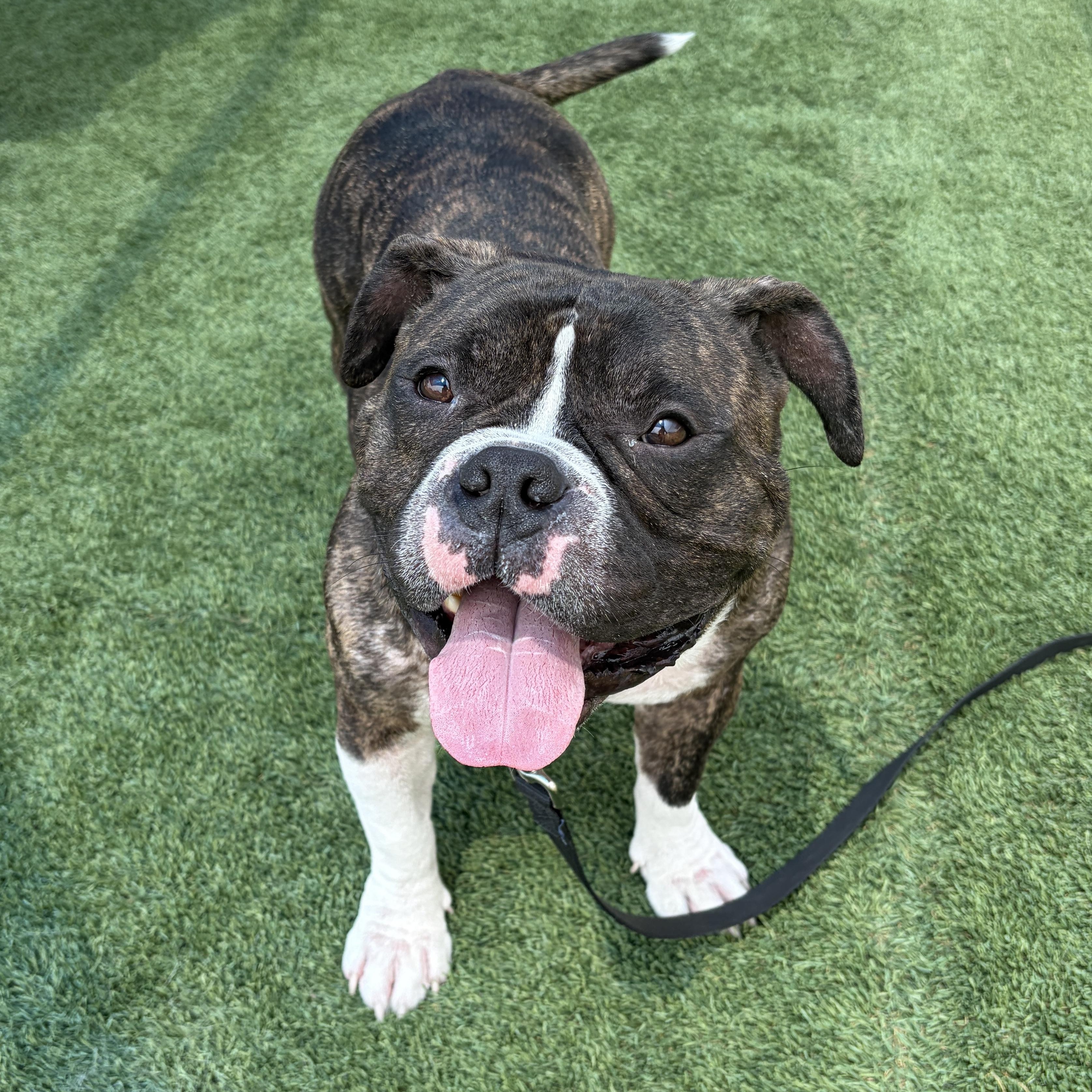 Enlarge RUSSELL, a Adoptable English Bulldog in Pasadena, CA image 3/5