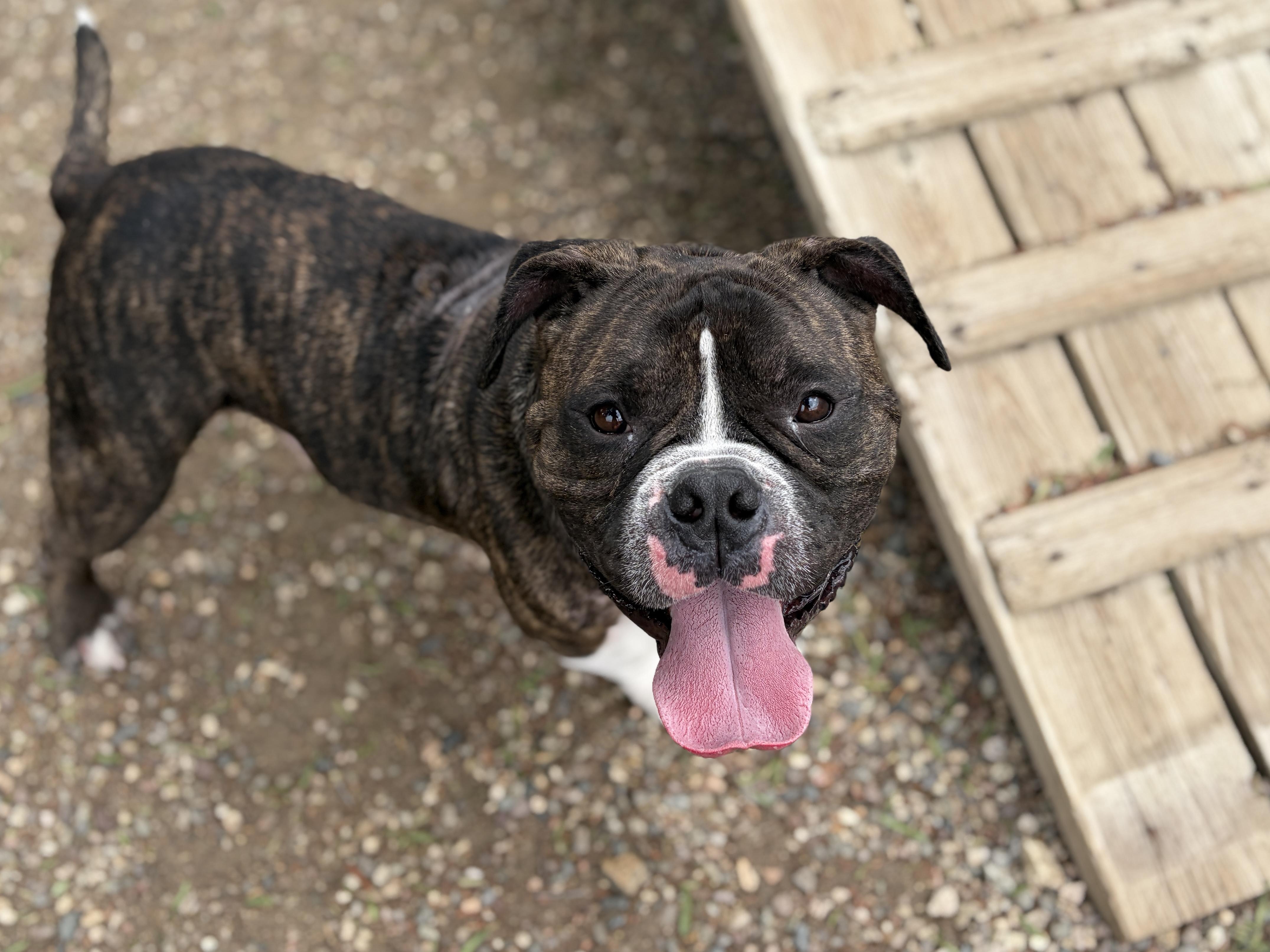 Enlarge RUSSELL, a Adoptable English Bulldog in Pasadena, CA image 5/5