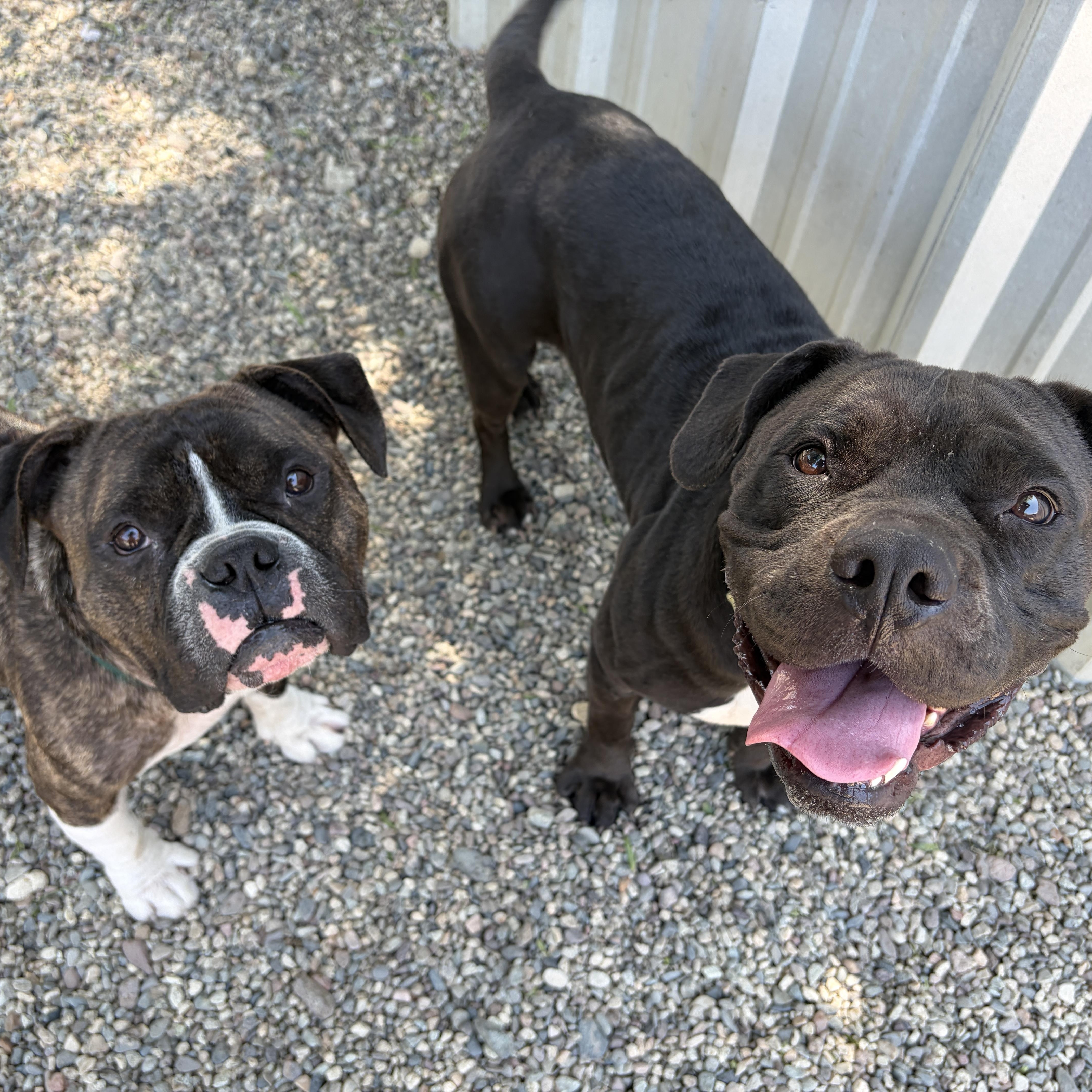 Enlarge RUSSELL, a Adoptable English Bulldog in Pasadena, CA image 4/5