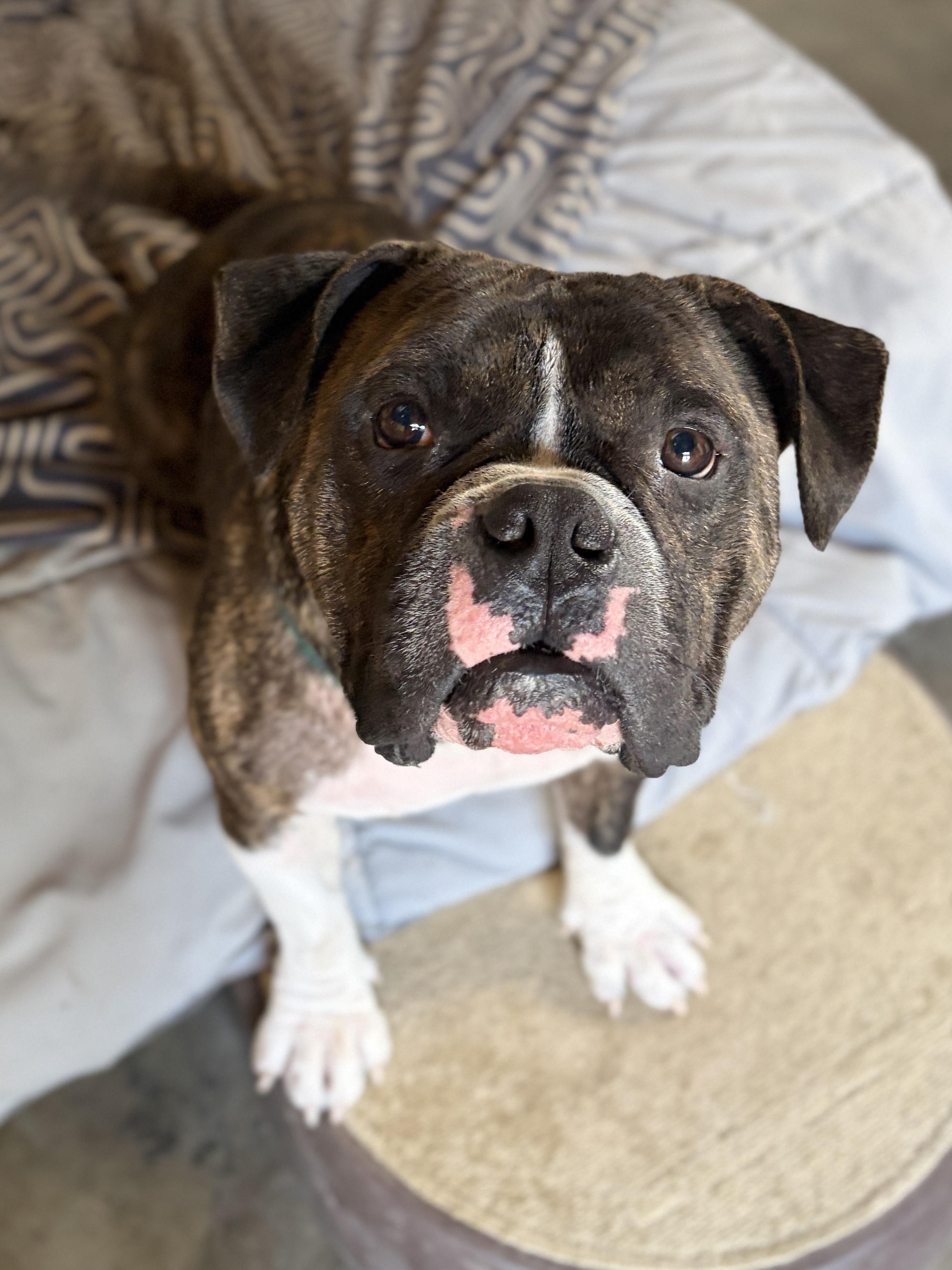 RUSSELL, Adoptable, Adult Male English Bulldog.