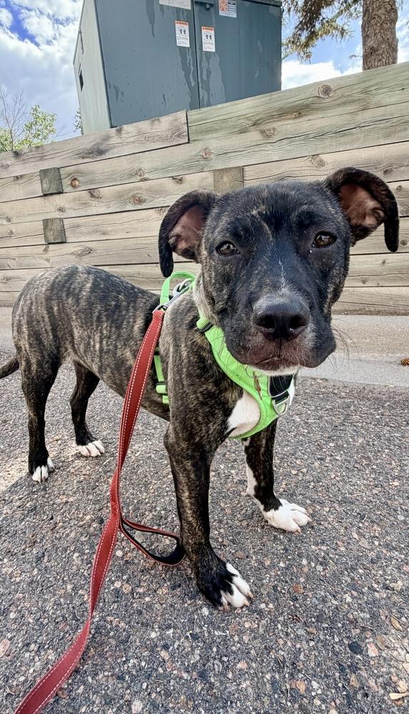 ZUMA, Adoptable, Young Male Boxer.