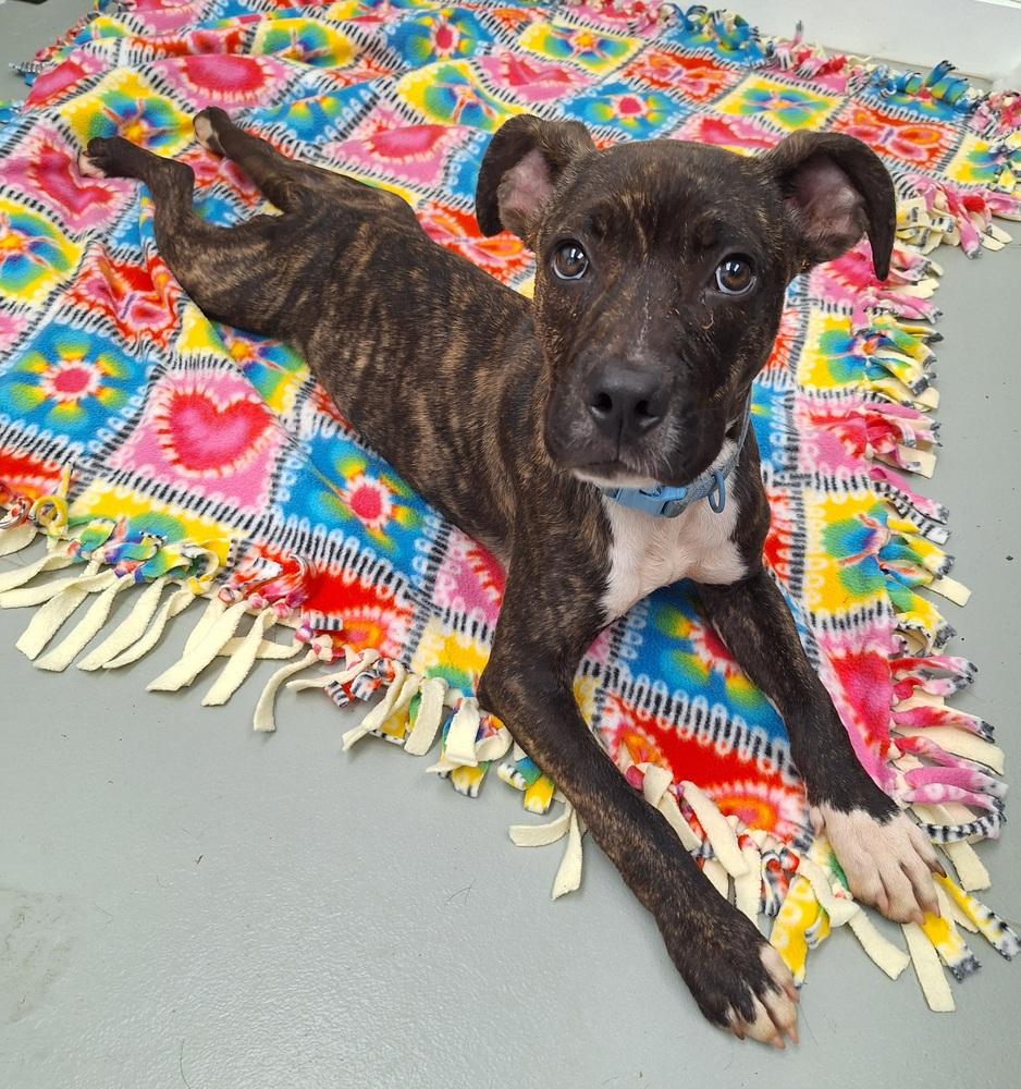 Enlarge ZUMA, a Adoptable mixed breed in Thornton, CO image 2/5