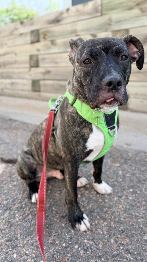 Enlarge ZUMA, a Adoptable mixed breed in Thornton, CO image 4/5