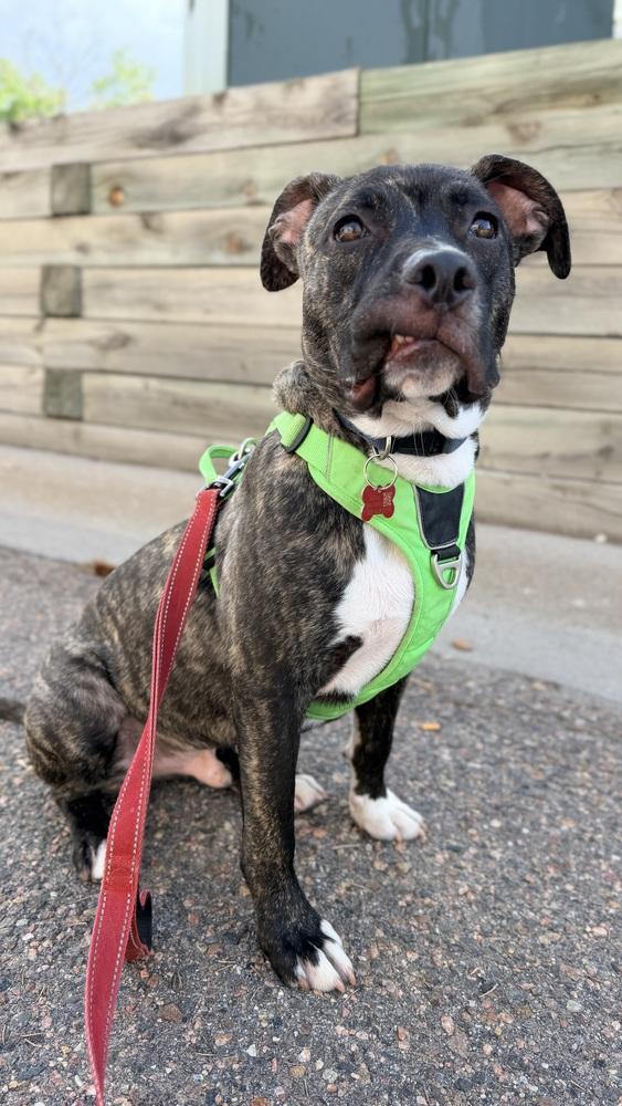 Enlarge ZUMA, a Adoptable mixed breed in Thornton, CO image 5/5