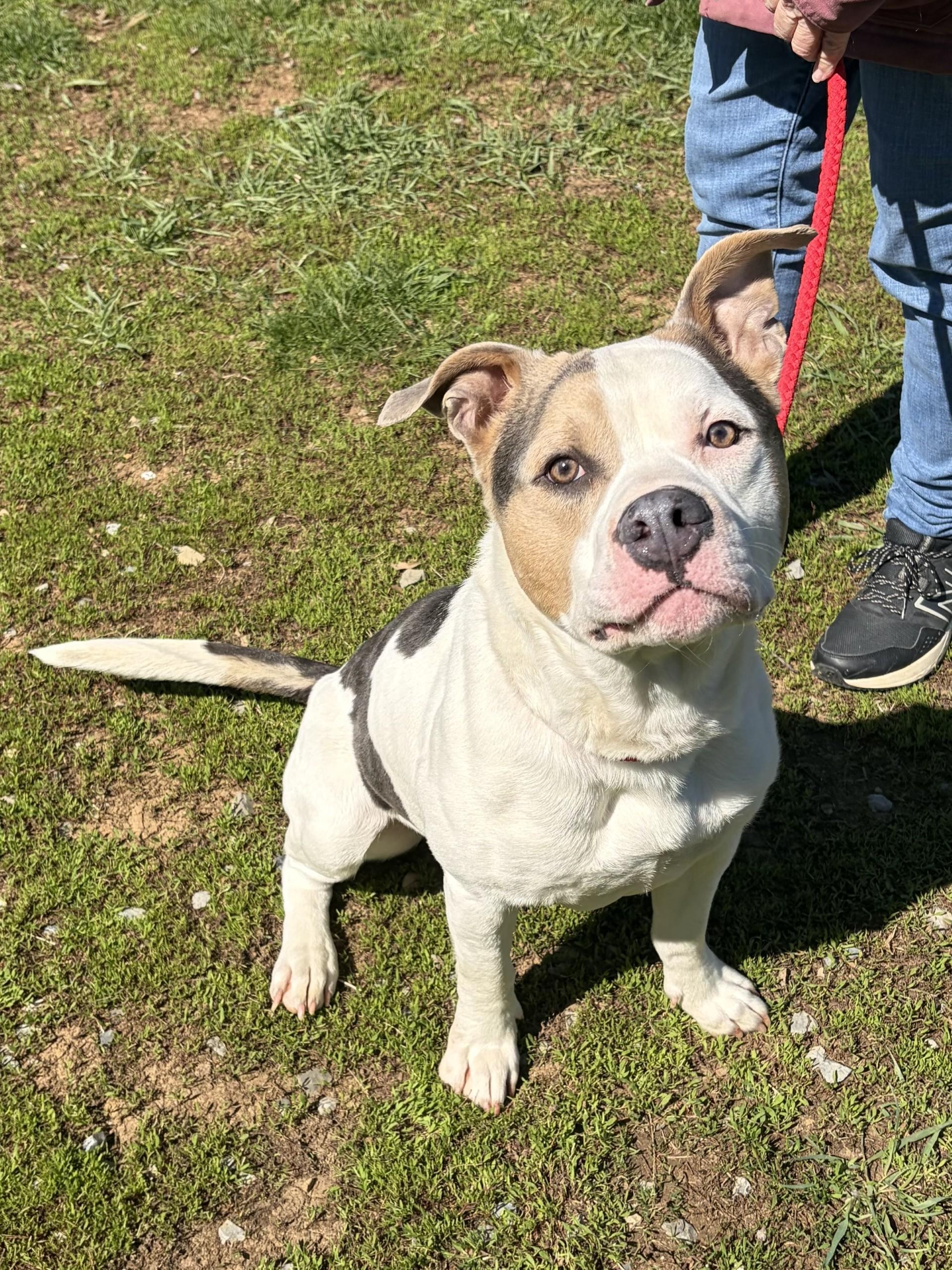 Enlarge Roscoe, a ADOPTABLE mixed breed in Winchester, VA image 2/5