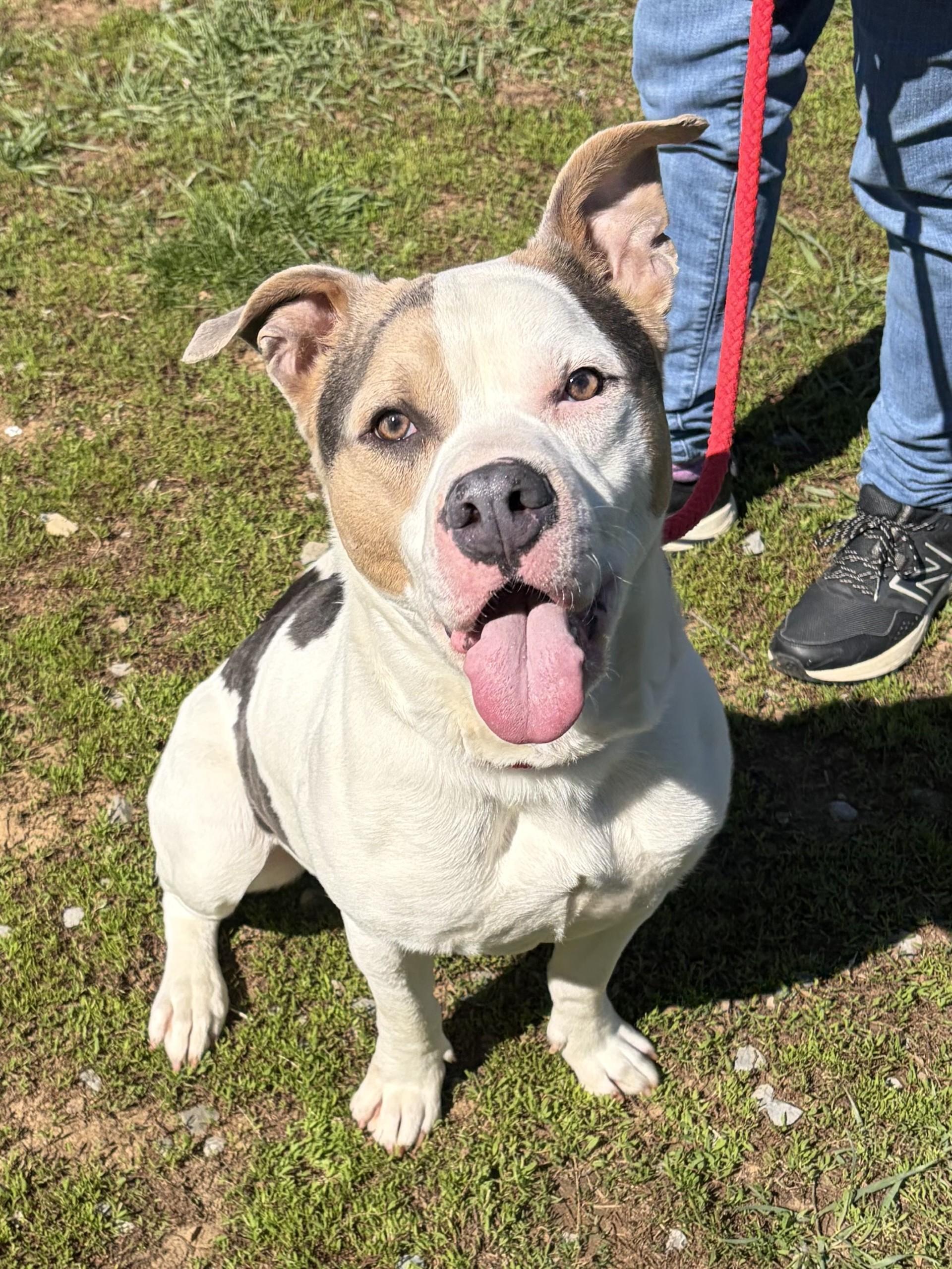 Enlarge Roscoe, a ADOPTABLE mixed breed in Winchester, VA image 5/5