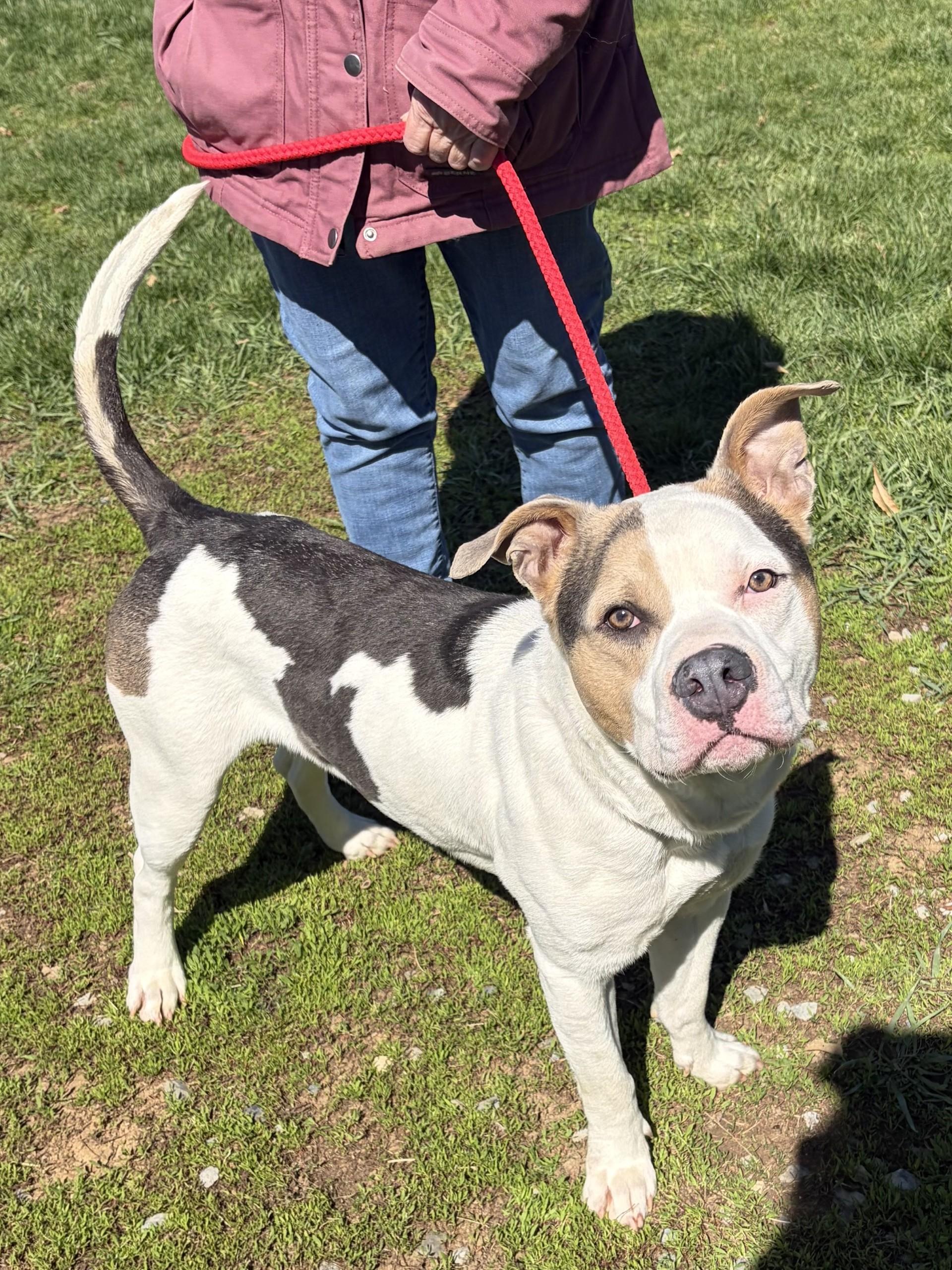 Enlarge Roscoe, a ADOPTABLE mixed breed in Winchester, VA image 4/5
