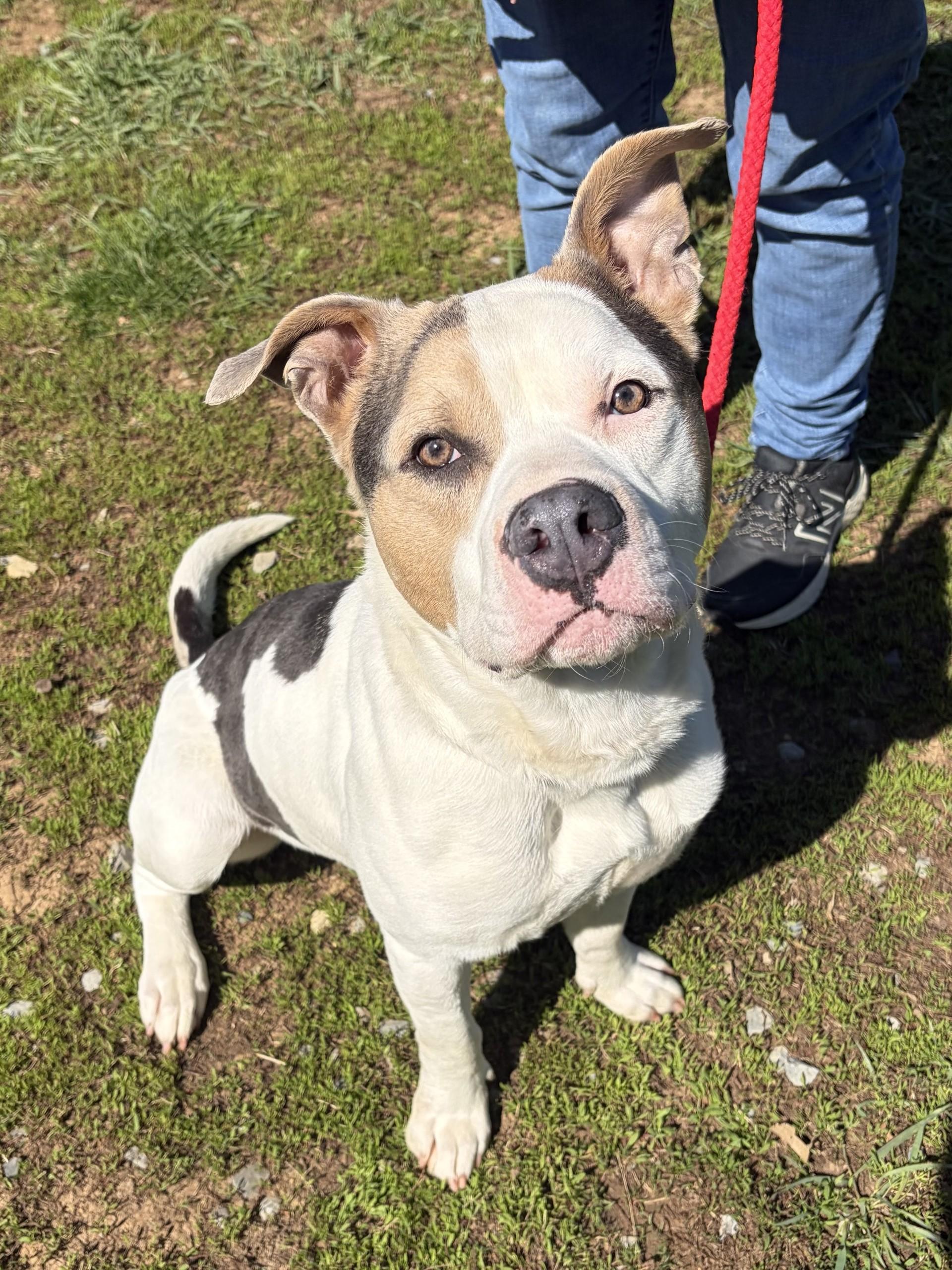 Roscoe, ADOPTABLE, Adult Male Pit Bull Terrier.