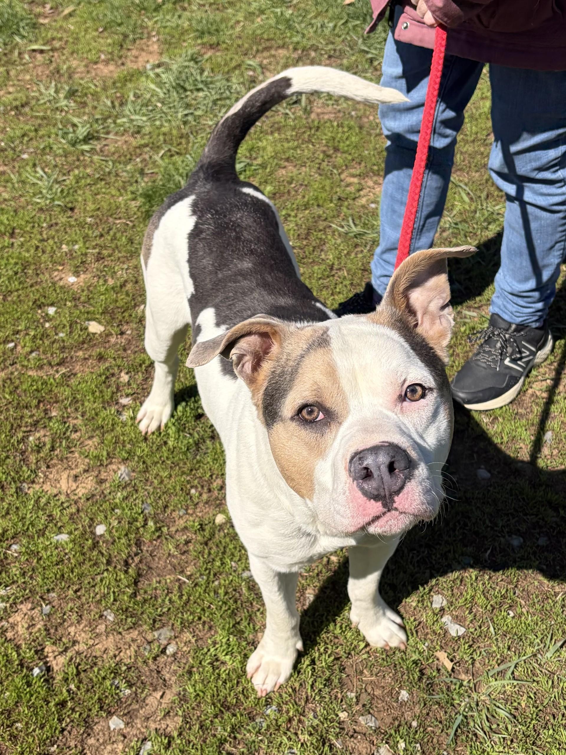 Enlarge Roscoe, a ADOPTABLE mixed breed in Winchester, VA image 3/5
