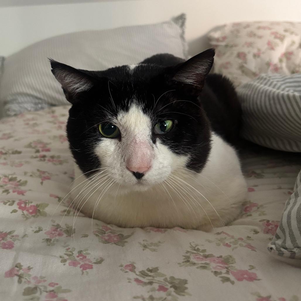 Enlarge High Five, a Adoptable Domestic Short Hair in New York, NY image 1/6