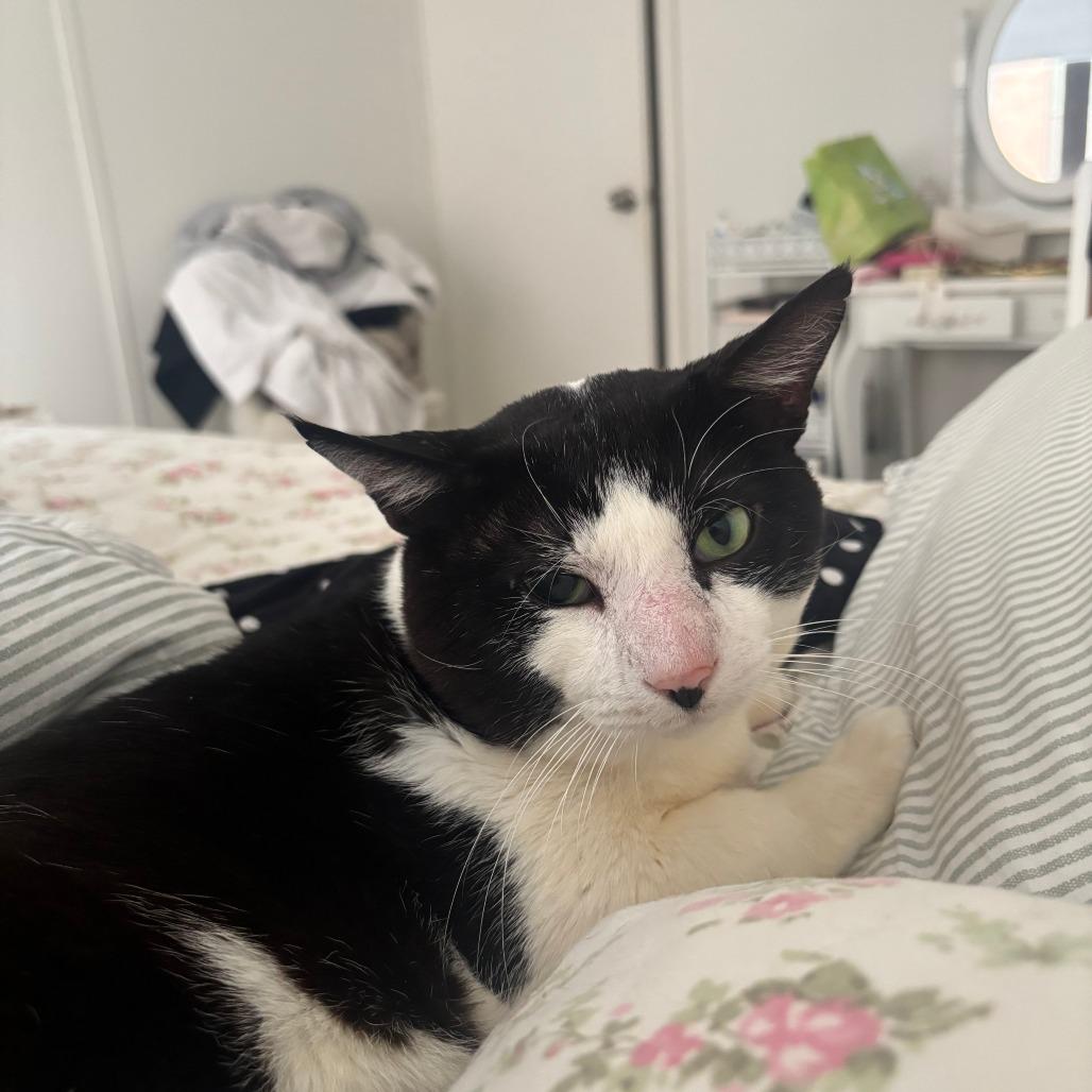 Enlarge High Five, a Adoptable Domestic Short Hair in New York, NY image 2/6