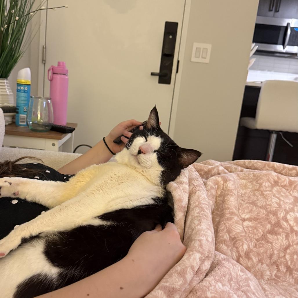 Enlarge High Five, a Adoptable Domestic Short Hair in New York, NY image 3/6